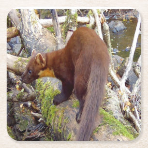 Pine Marten on Log Coaster