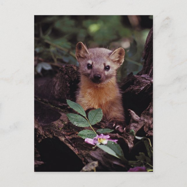 Pine Marten Postcard (Front)