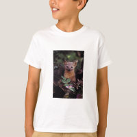 Pine Marten