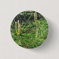 Pine Needles by Kenneth Yoncich