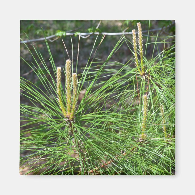 Pine Needles by Kenneth Yoncich Magnet (Front)