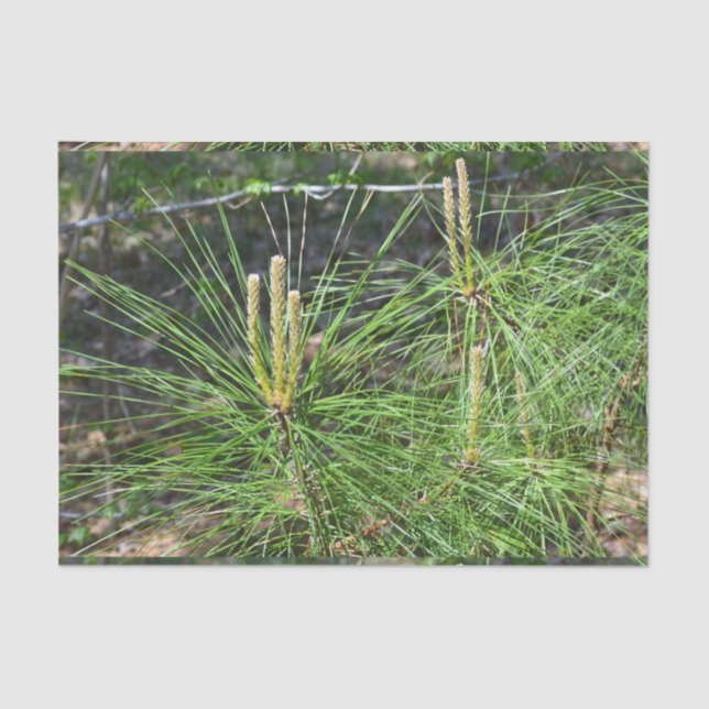 Pine Needles by Kenneth Yoncich Tissue Paper (Front)