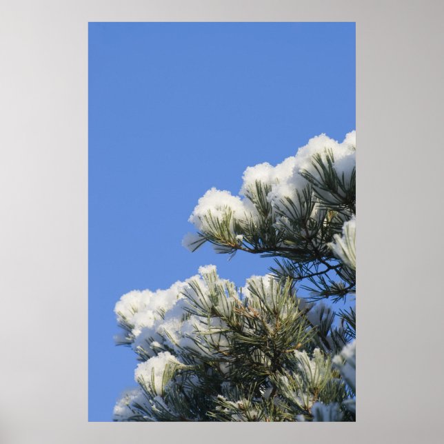 Pine needles poster (Front)