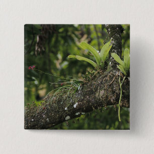 Pine Pink, Bletia purpurea, blooming on Mango 2 Inch Square Button