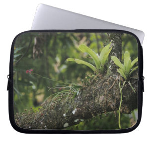 Pine Pink, Bletia purpurea, blooming on Mango Laptop Sleeve