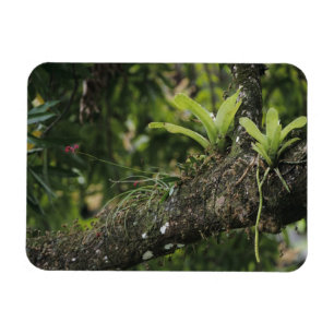 Pine Pink, Bletia purpurea, blooming on Mango Magnet