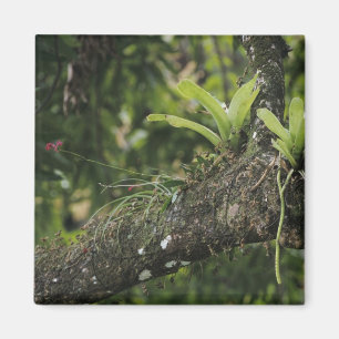 Pine Pink, Bletia purpurea, blooming on Mango Magnet