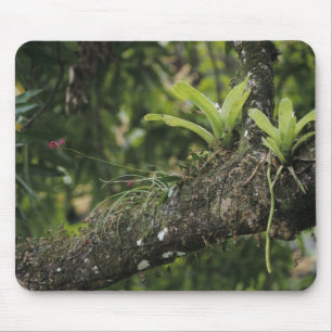 Pine Pink, Bletia purpurea, blooming on Mango Mouse Pad