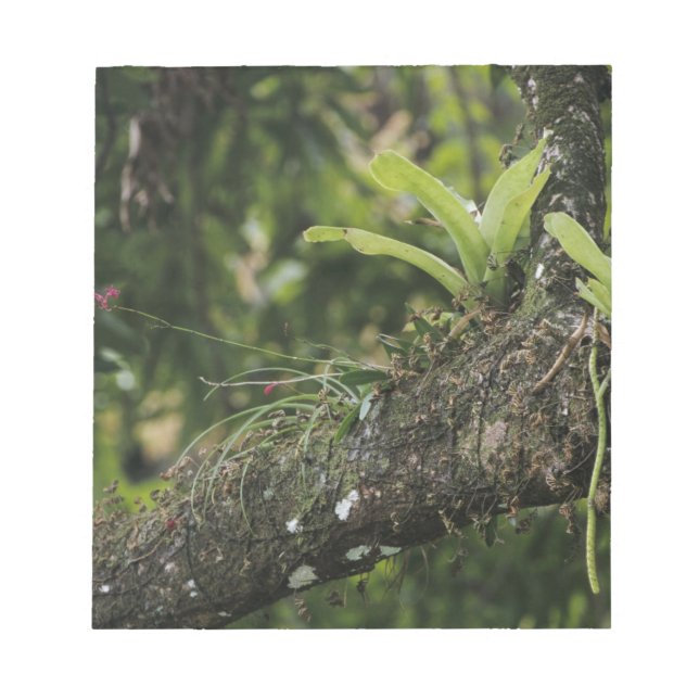 Pine Pink, Bletia purpurea, blooming on Mango Notepad (Front)