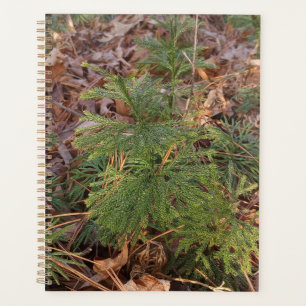 Pine Sapling Spiral Planner