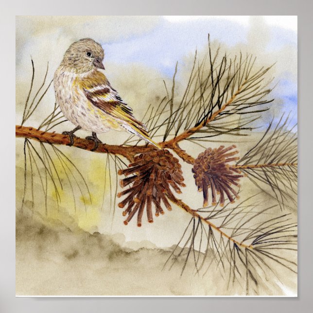 Pine Siskin Canvas Print (Front)