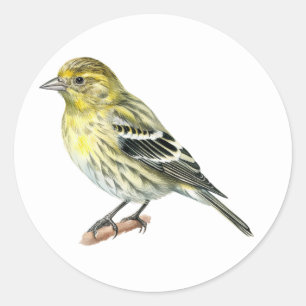 Pine Siskin Songbird Stickers