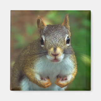 Pine Squirrel (Got Nuts?) Magnet