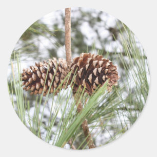 Pine stickers