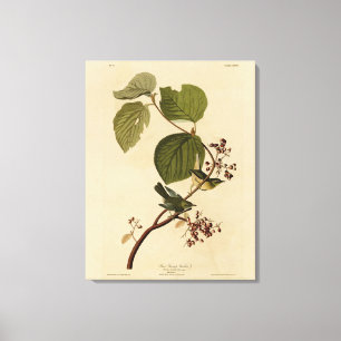 Pine Swamp Warbler from Audubon's Birds of America Canvas Print