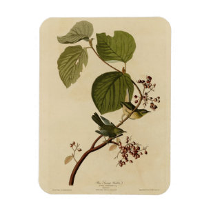 Pine Swamp Warbler from Audubon's Birds of America Magnet