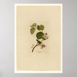 Pine Swamp Warbler Poster