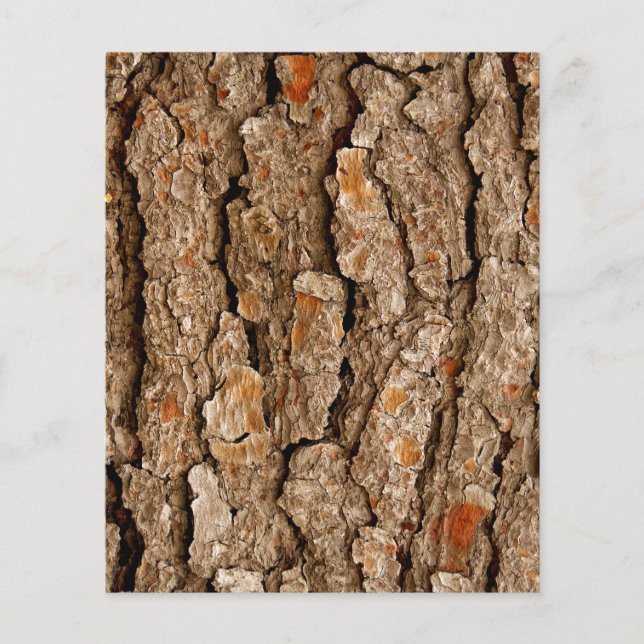 Pine Tree Bark Texture  (Front)