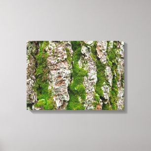 Pine Tree Bark With Moss Canvas Print
