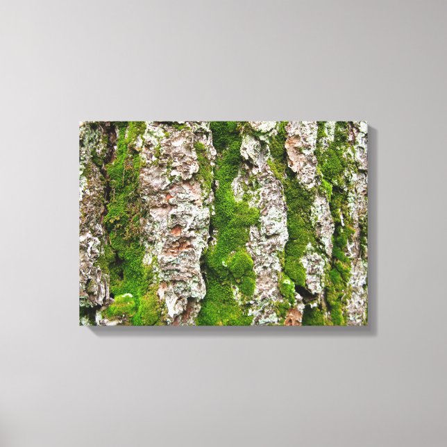 Pine Tree Bark With Moss Canvas Print (Front)