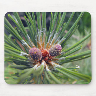 pine tree branch evergreen mouse pad