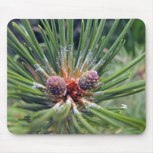 pine tree branch evergreen mouse pad (Front)