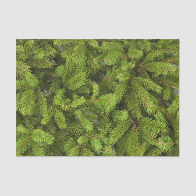 pine tree branches tissue paper (Front)