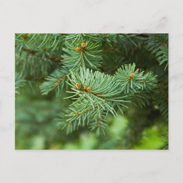 Pine tree closeup postcard (Front)