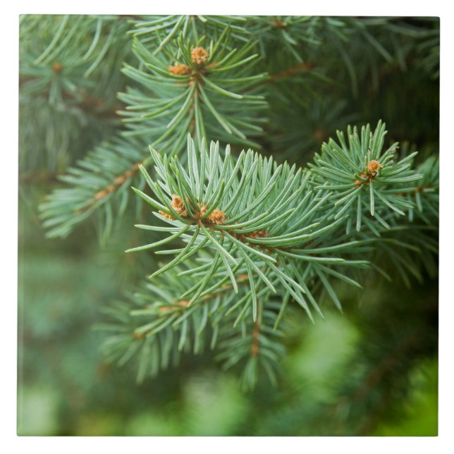 Pine tree closeup tile (Front)