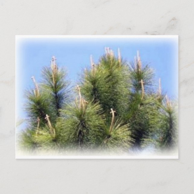 pine tree cross postcard (Front)