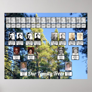 Pine Tree Forest Photo Two Family Trees Poster