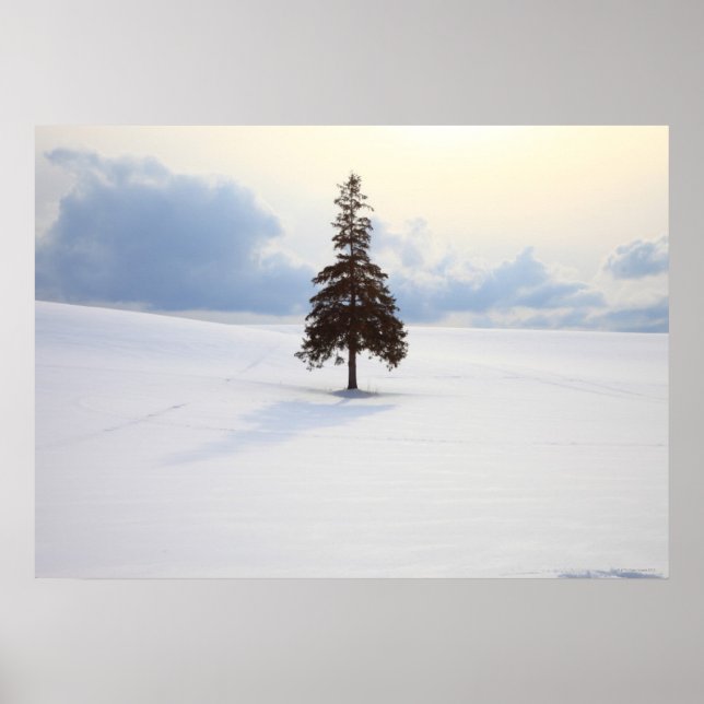 Pine tree, Hokkaido Poster (Front)