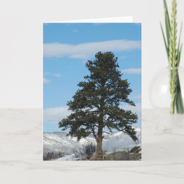 Pine Tree In Steamboat Springs, Colorado Holiday Card (Front)
