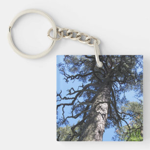Pine Tree, Palanga Botanical Garden, LITHUANIA – Keychain