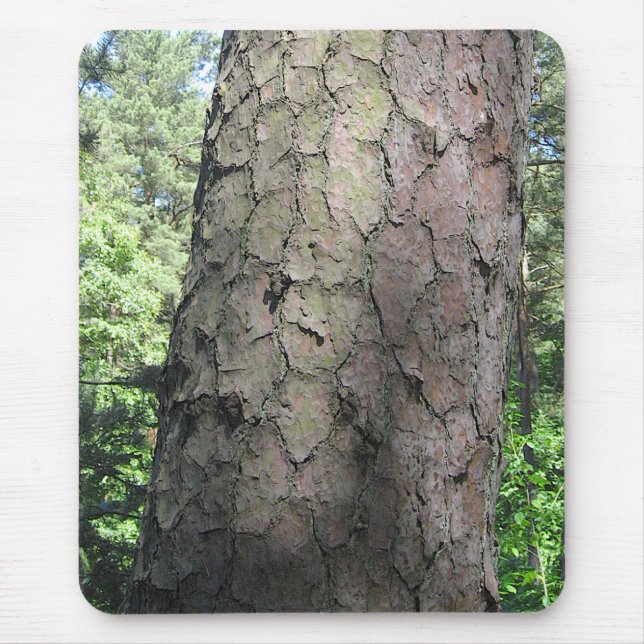 Pine Tree, Palanga Botanical Garden, LITHUANIA – Mouse Pad (Front)