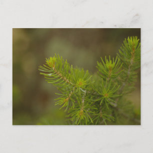 Pine Tree Postcard