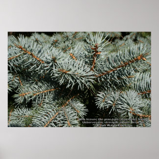 Pine tree poster