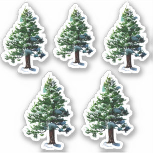 Pine Tree with Snow Watercolor Painting Christmas 