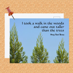 Pine Trees and Sky Thoreau Quote Walk in Woods Postcard