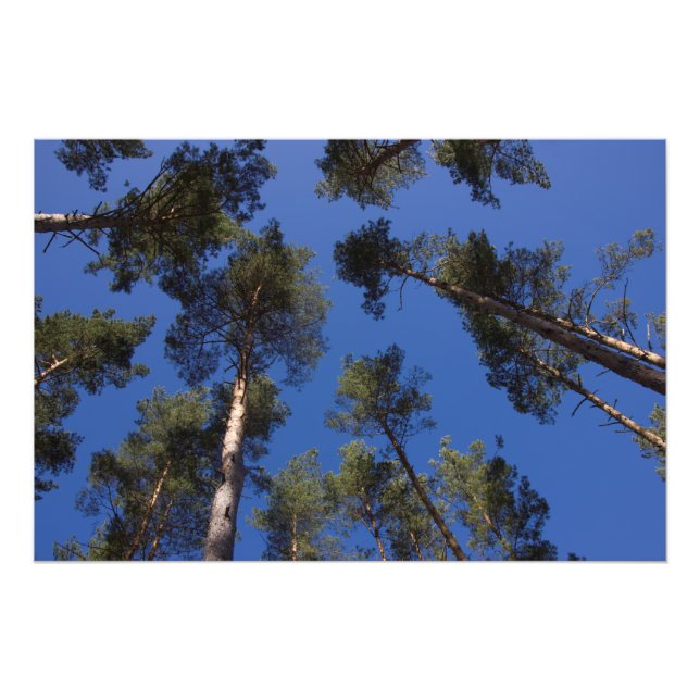 Pine Trees CC0278 Photo Print (27 in, 68 cm) (Front)