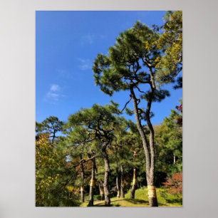 Pine Trees in Autumn Sky Poster
