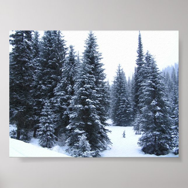 Pine Trees in Winter Poster (Front)