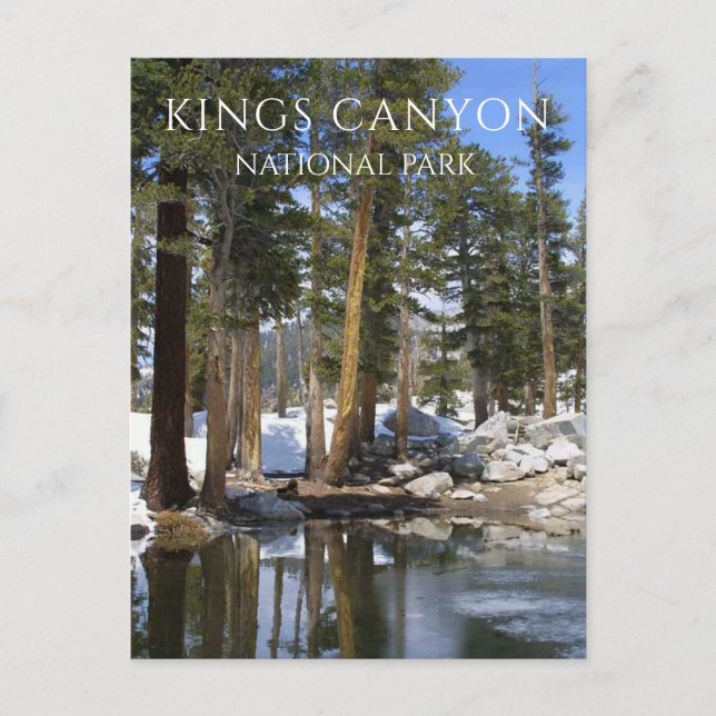 Pine Trees, Snow, Sequoia Lake, Kings Canyon NP Postcard (Front)