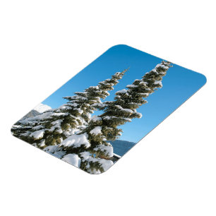 Pine trees under the Snow Magnet