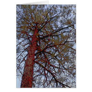 Pine with Red Trunk