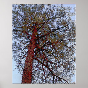 Pine with Red Trunk Poster