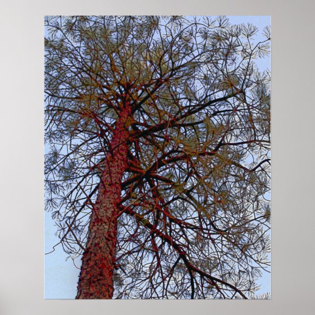 Pine with Red Trunk Poster (Front)