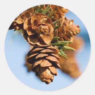 pine without pain classic round sticker