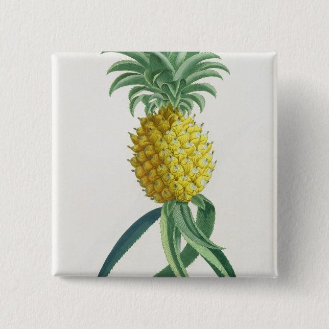 Pineapple engraved by Johann Jakob Haid (1704-67) 2 Inch Square Button (Front)
