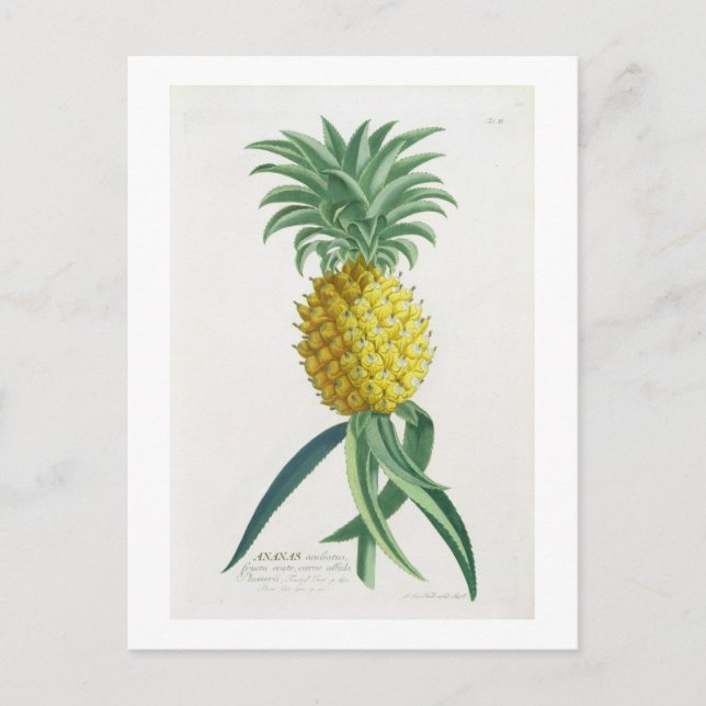 Pineapple engraved by Johann Jakob Haid (1704-67) Postcard (Front)